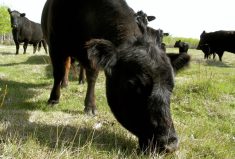 An outbreak in anthrax occurs primarily in wet springs followed by a very hot, dry summer or in very dry conditions.