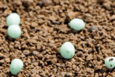 Studies in Ontario and Quebec have found ESN has little effect on emissions but the Canola Council of Canada
says the government should take into account that conditions on the Prairies are different.