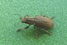 Adult pea leaf weevil.