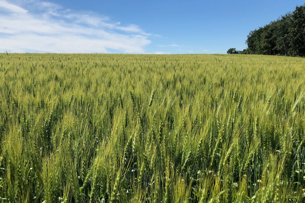 File photo of wheat south of Ethelton, Sask. on Aug. 1, 2022. (Dave Bedard photo)
