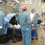 Surgery on a horse at the Western College of Veterinary Medicine’s equine veterinary medical centre in Saskatoon. (WCVM video screengrab via YouTube)