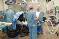 Surgery on a horse at the Western College of Veterinary Medicine&#8217;s equine veterinary medical centre in Saskatoon. (WCVM video screengrab via YouTube)
