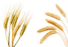 The deadline for registering to vote on the proposed merger of Alberta Barley and Alberta Wheat is Sept. 16.