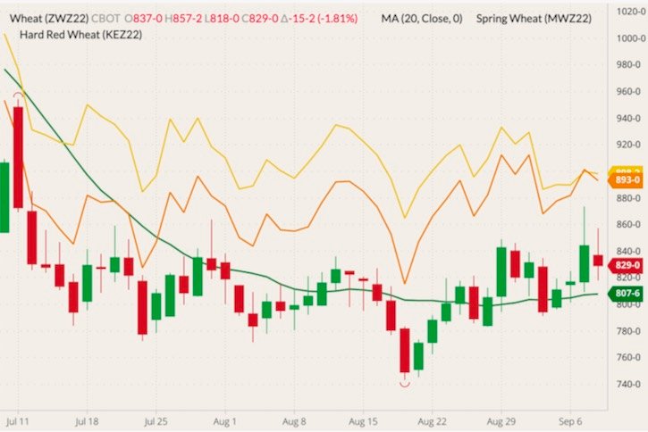 CBOT December 2022 wheat (candlesticks) with 20-day moving average (green line), MGEX December 2022 spring wheat (yellow line) and K.C. December 2022 hard red wheat (orange line). (Barchart)
