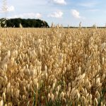 Oat growers warned on chlorpyrifos