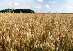 Oat growers warned on chlorpyrifos