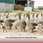 The farm is home to geese, chickens, turkeys, and ducks, which are pasture raised in spring and summer.