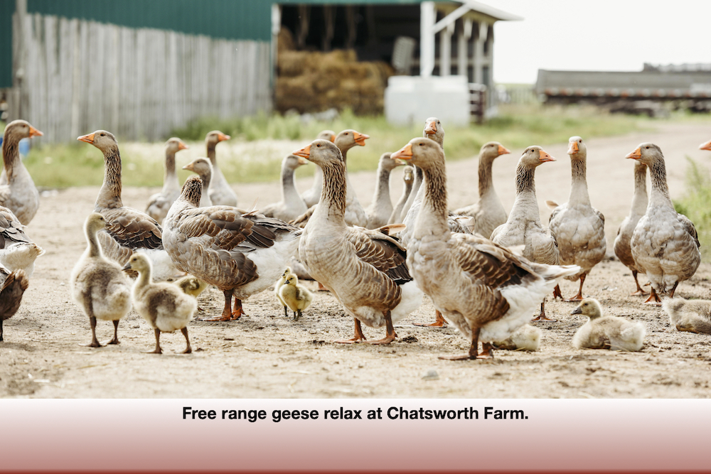 The farm is home to geese, chickens, turkeys, and ducks, which are pasture raised in spring and summer.