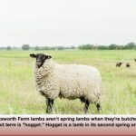 Their lambs aren't spring lambs when they’re butchered. The correct term is ‘hogget’ — a lamb in its second spring or summer.