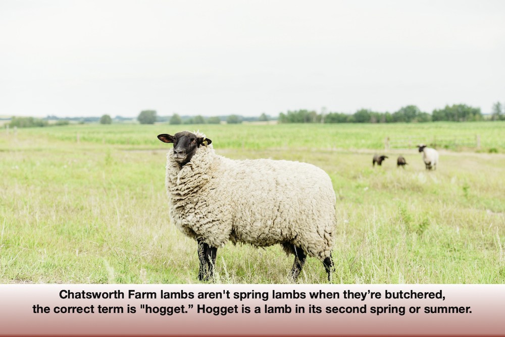 Their lambs aren't spring lambs when they’re butchered. The correct term is ‘hogget’ — a lamb in its second spring or summer.