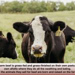 Their cattle are grass-fed and finished on the farm, with all feed grown on the operation.