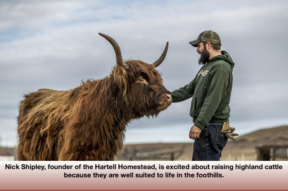 Owner Nick Shipley began selling meat from other operations but is now raising Highland cattle because they are well suited to life in the foothills.