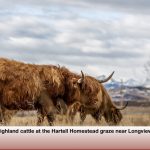 The Scottish breed is renowned for being hardy — comparable to caribou — and for being very docile.