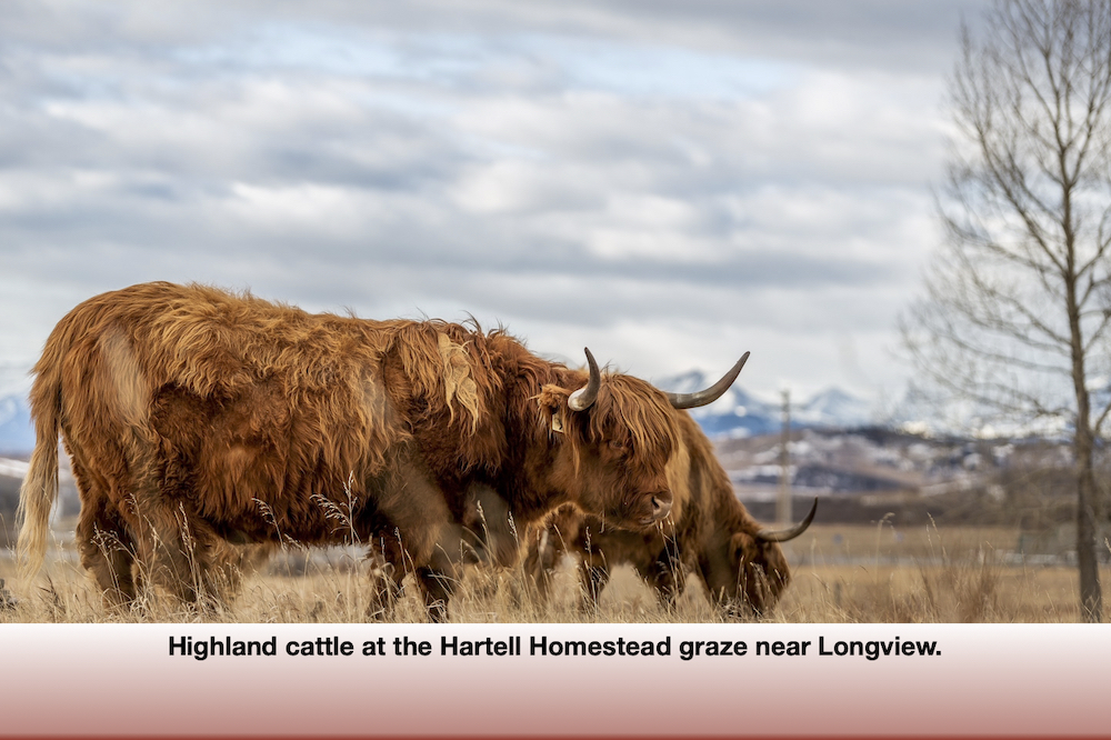 The Scottish breed is renowned for being hardy — comparable to caribou — and for being very docile.