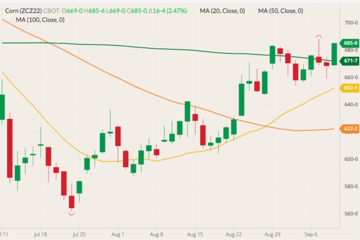 CBOT December 2022 corn (candlesticks) with 20-, 50- and 100-day moving averages (yellow, orange and dark green lines). (Barchart)
