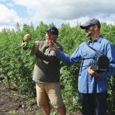 Jeff Kostuik (left) of Verve Seed Solutions shows how to separate the hurd from the hemp plant.
