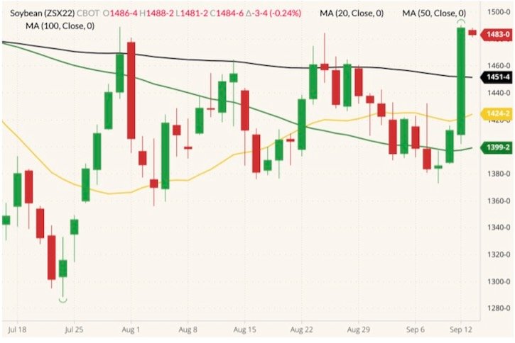 CBOT November 2022 soybeans (candlesticks) with 20-, 50- and 100-day moving averages (yellow, green and black lines). (Barchart)
