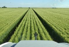 Running equipment on the same tracks all the time is the essence of controlled traffic farming — and while the practice only has a few adherents in Alberta, they are passionate about its benefits.