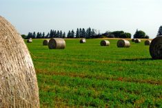 Beef industry honours forage breeder