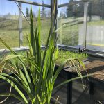 A rice plant with flower clusters grows in the University of Lethbridge greenhouse.