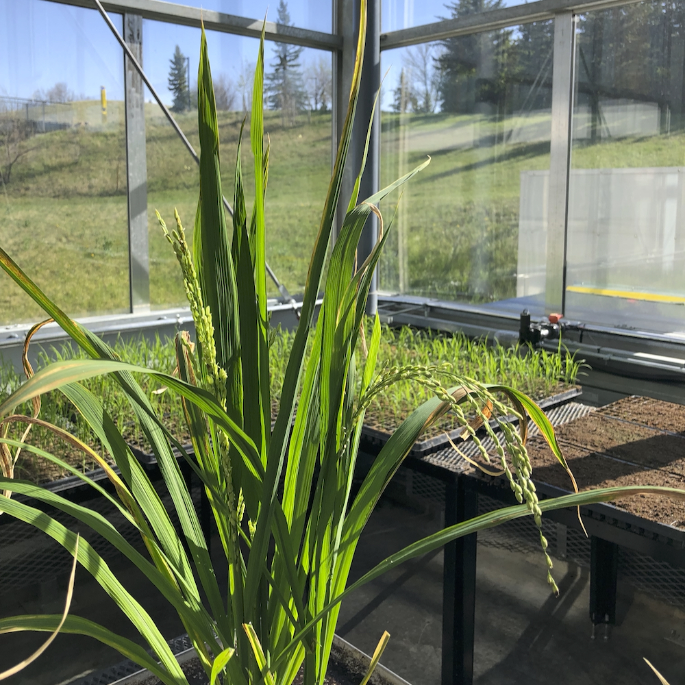 A rice plant with flower clusters grows in the University of Lethbridge greenhouse.