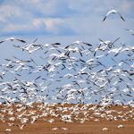 For the first time ever, H5N1 is present in all provinces. That’s raising fears the highly pathogenic strain of avian influenza will be a recurring problem in Alberta, which has lost one million poultry – by far the most in the nation – to this year’s outbreak.