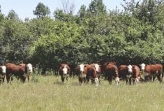 OFCAF provides funding support to producers for projects related to nitrogen management, cover cropping and rotational grazing practices.