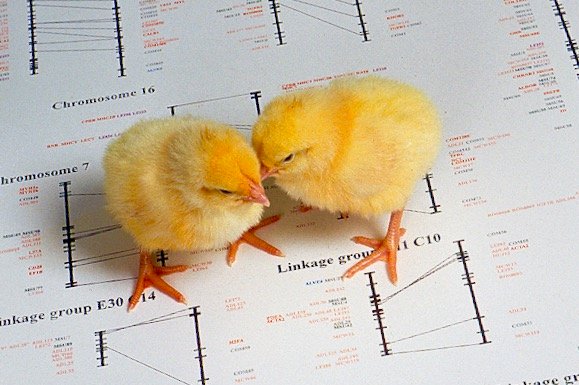 File photo of chicks on a genetic map of a chicken. (Peggy Greb photo courtesy ARS/USDA)
