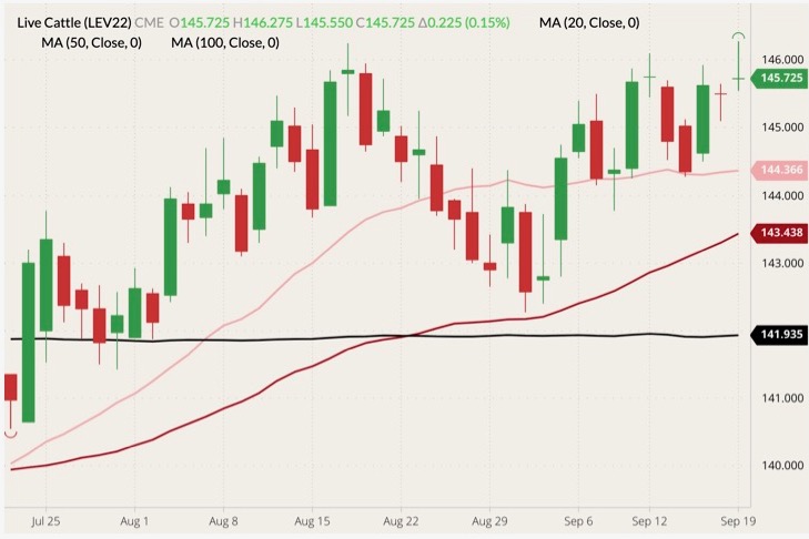 CME October 2022 live cattle (candlesticks) with 20-, 50- and 100-day moving averages (pink, dark red and black lines). (Barchart)
