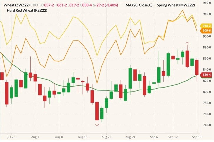 CBOT December 2022 soft red winter wheat (candlesticks) with 20-day moving average (green line), MGEX December 2022 spring wheat (yellow line) and K.C. December 2022 hard red wheat (orange line). (Barchart)
