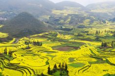 File photo of a rapeseed field in southern China&#8217;s Yunnan province. (YuenWu/iStock/Getty Images)
