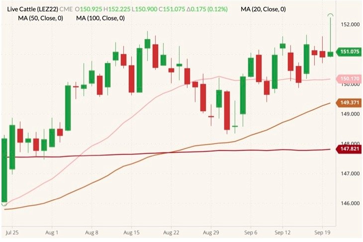 CME December 2022 live cattle (candlesticks) with 20-, 50- and 100-day moving averages (pink, brown and dark red lines). (Barchart)
