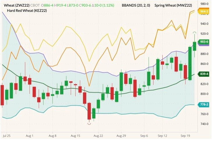 CBOT December 2022 soft red winter wheat (candlesticks) with Bollinger bands (20,2), MGEX December 2022 hard red spring wheat (yellow line) and K.C. December 2022 hard red winter wheat (orange line). (Barchart)
