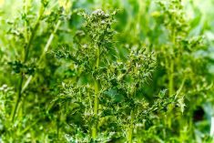 Closeup of the stems and leaves of Canada Thistle