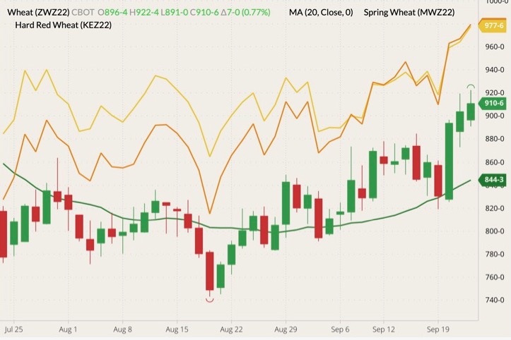 CBOT December 2022 soft red winter wheat (candlesticks) with 20-day moving average (dark green line), MGEX December 2022 hard red spring wheat (yellow line) and K.C. December 2022 hard red winter wheat (orange line). (Barchart)
