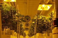 Cannabis plants at a licensed indoor production facility in Winnipeg. (Dave Bedard photo)
