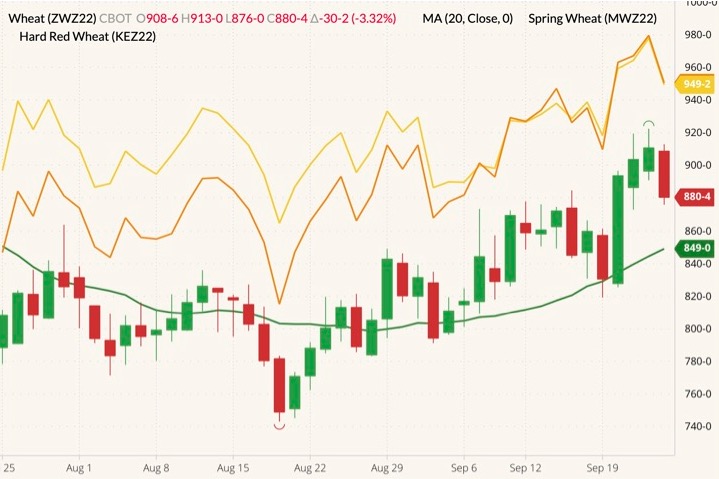 CBOT December 2022 soft red winter wheat (candlesticks) with 20-day moving average (green line), MGEX December 2022 hard red spring wheat (yellow line) and K.C. December 2022 hard red winter wheat (orange line). (Barchart)
