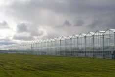 File photo of greenhouse food production systems in British Columbia. (KarenMassier/iStock/Getty Images)
