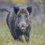 Farmers can’t hunt wild boars on their property or allow others to hunt or trap them.