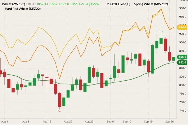 CBOT December 2022 soft red winter wheat (candlesticks) with 20-day moving average (green line), MGEX December 2022 hard red spring wheat (yellow line) and K.C. December 2022 hard red winter wheat (orange line). (Barchart)
