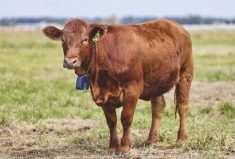 Researchers at Olds College are testing a Norwegian virtual fencing system called Nofence, one of several systems using the rapidly evolving technology.