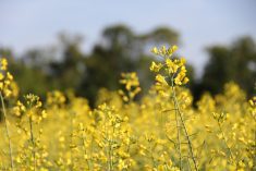 A canola crop in Manitoba's Interlake. InVigor is one of the most popular choices for canola in Western Canada.