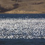 Avian flu cases steadily rising