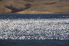 Avian flu cases steadily rising