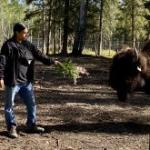 Lawrence Lamouche, is the traditional lands manager — and the main bison tender — for the Woodland Cree First Nation.