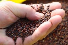 (Photo courtesy Canola Council of Canada)
