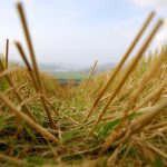 New guide on managing straw