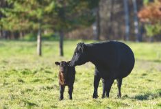 Often a tranquilizer makes things easier for cattle and their owner