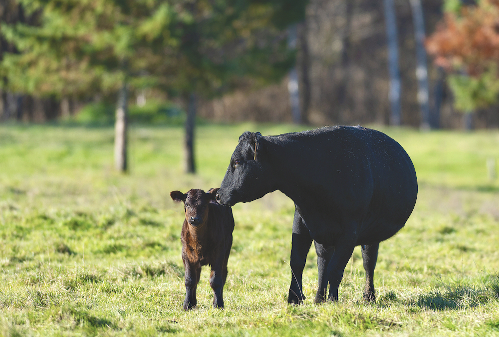 Often a tranquilizer makes things easier for cattle and their owner