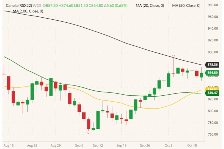 ICE November 2022 canola (candlesticks) with 20-, 50- and 100-day moving averages (yellow, green and black lines). (Barchart)
